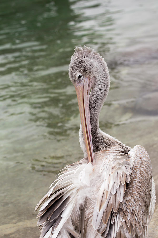 Preening Pink Backed Pelican Photograph