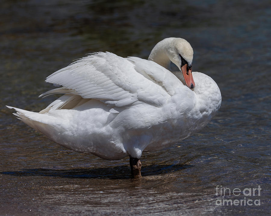 Preening Swan Photograph by Alma Danison