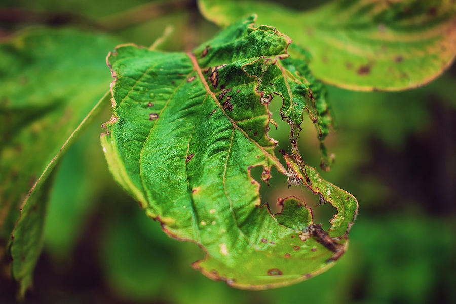 Prefectly imperfect leaf Photograph by Shauna Collins | Fine Art America