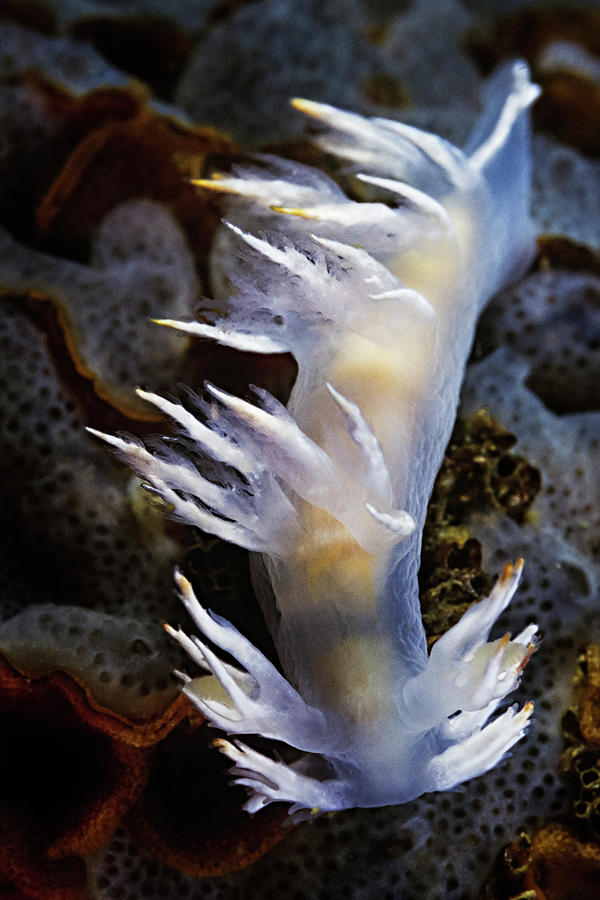 Egg Photograph - Pregnant Dalls Dendronotid Nudibranch (dendronotus Dalli) On A Sponge by Cavan Images