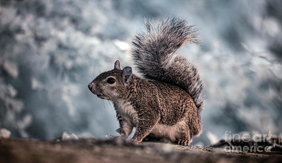 Pregnant Grey Squirrel Photograph by Ian Gowland/science Photo Library