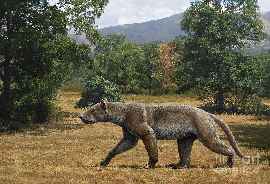 Prehistoric Photograph - Prehistoric Amphicyonid Bear-dog by Mauricio Anton/science Photo Library