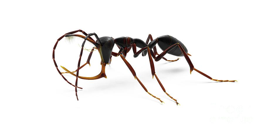 Prehistoric Ant Photograph by Masato Hattori/science Photo Library - Pixels