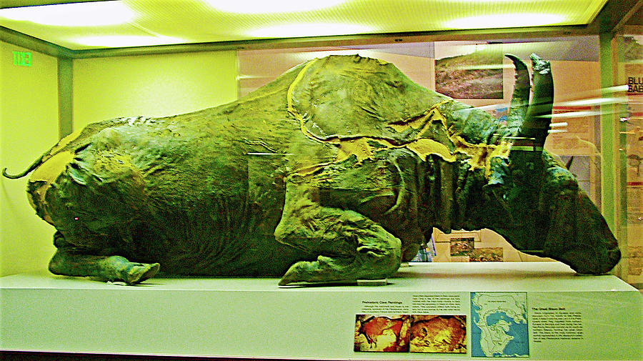 Prehistoric Blue Bison in University of Alaska's Museum of the North in ...