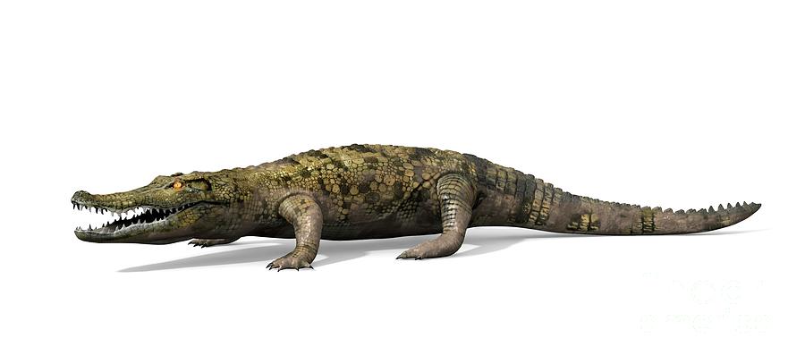 Prehistoric Photograph - Prehistoric Crocodile by Jose Antonio Penas/science Photo Library