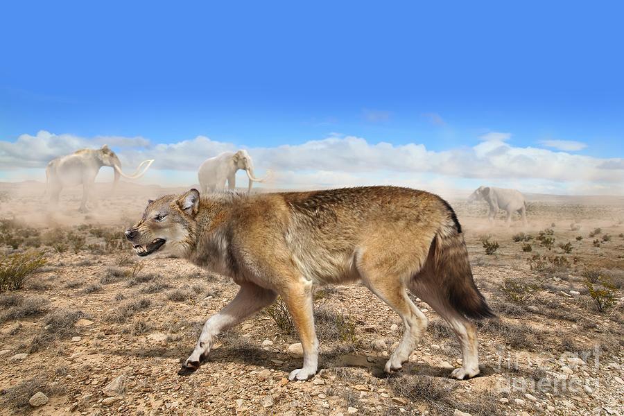 Prehistoric Dire Wolf Photograph by Roman Uchytel/science Photo Library