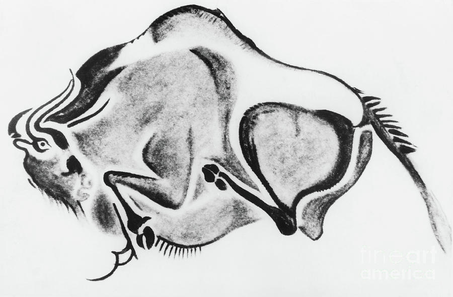 Prehistoric Drawing Of A Bison Photograph by Bettmann