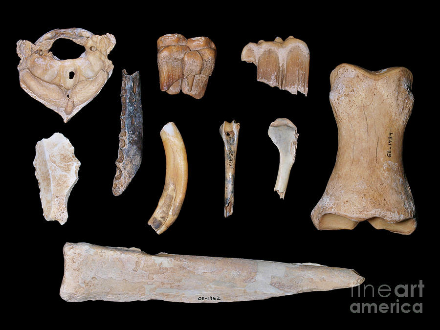 Prehistoric Fossils And Tools Photograph by Javier Trueba/msf/science Photo Library