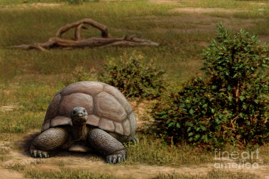 Prehistoric Giant Tortoise Photograph by Mauricio Anton/science Photo Library