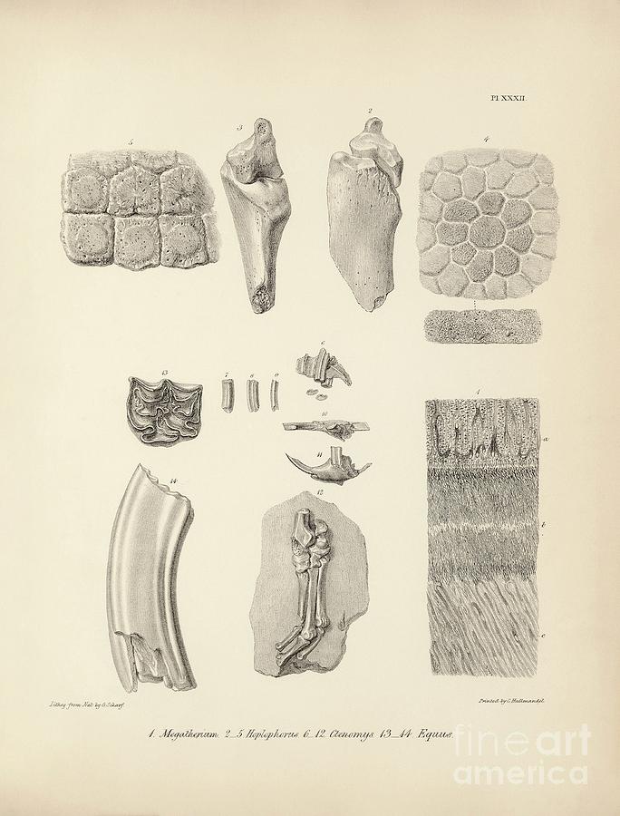 Prehistoric Mammal Fossils Photograph by Library Of Congress, Rare Book ...