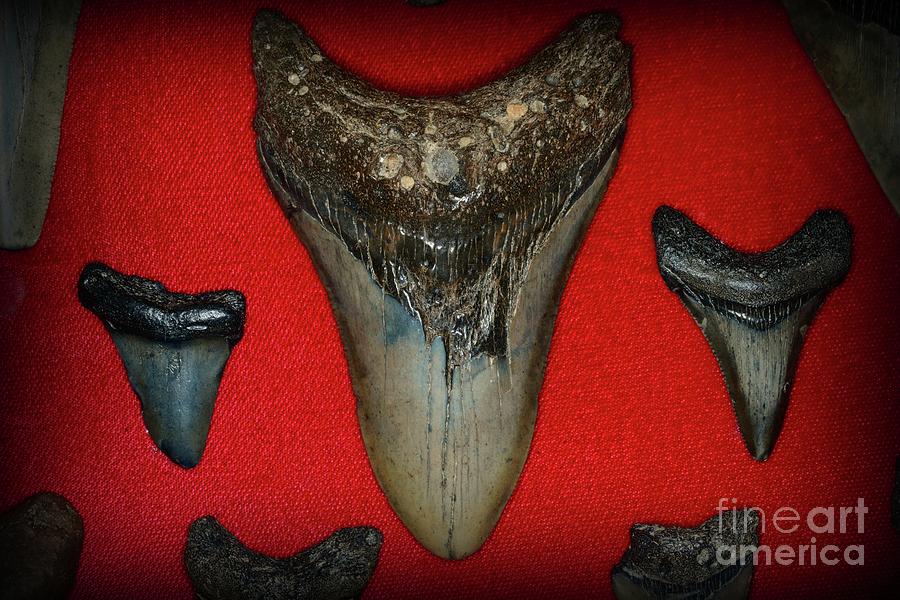 Prehistoric Shark Teeth Photograph by Paul Ward