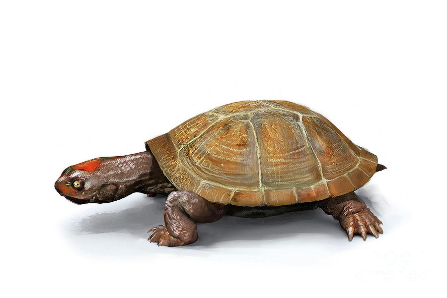 Prehistoric Turtle Photograph by Jose Antonio Penas/science Photo Library