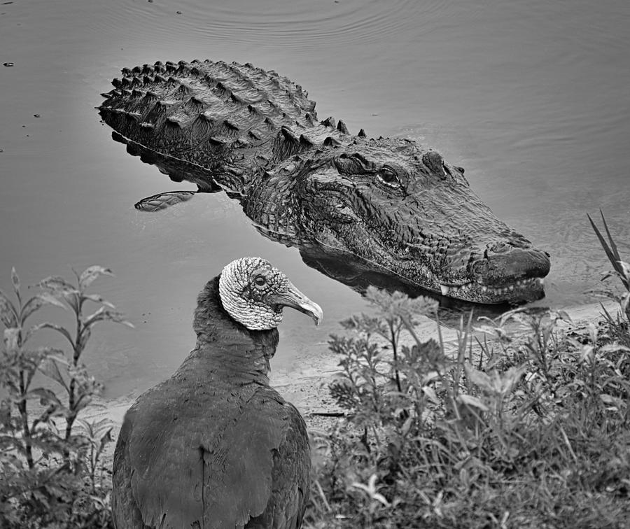 Alligator Photograph - Prehistorics by Jane Lyons