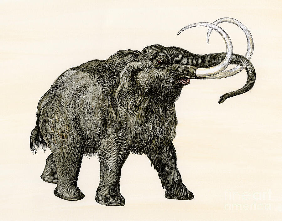 Prehistory And Prehistoric Animals Mammoth 19th Century Colour Engraving Drawing by American School