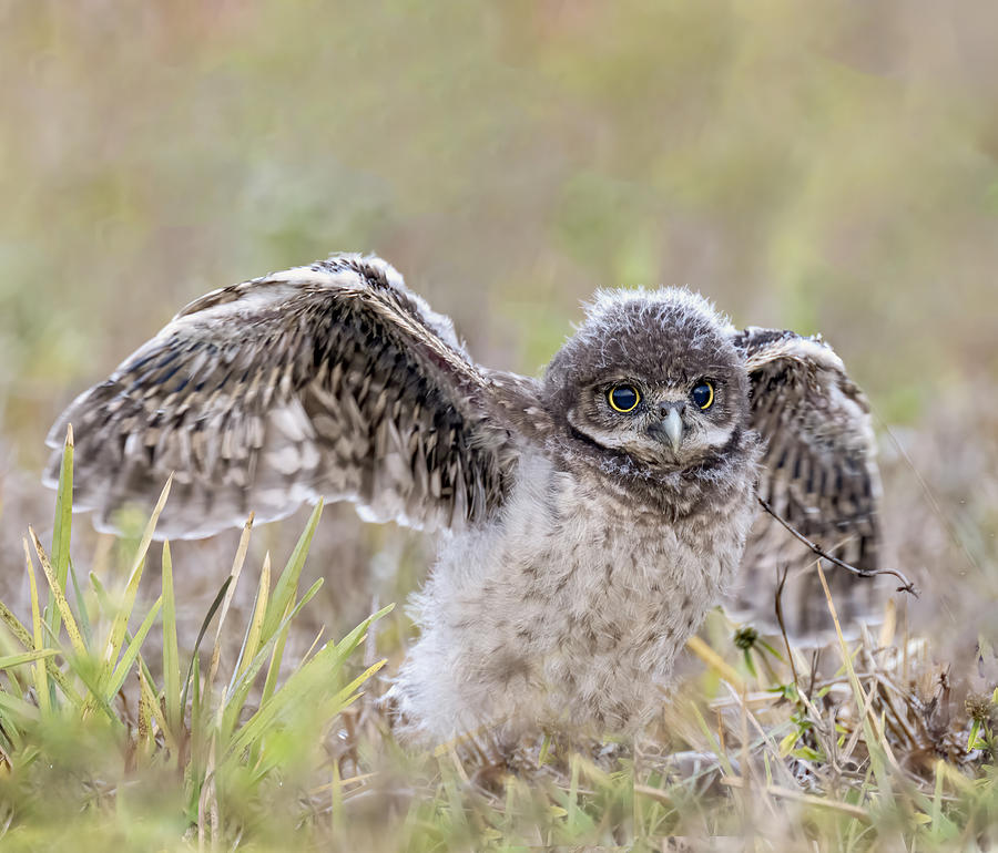 Owl Photograph - Preparing For Takeoff by Jane Lyons