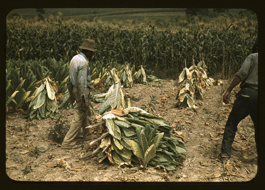 Prepping the Tobacco Leaves Painting by Wolcott, Marion Post