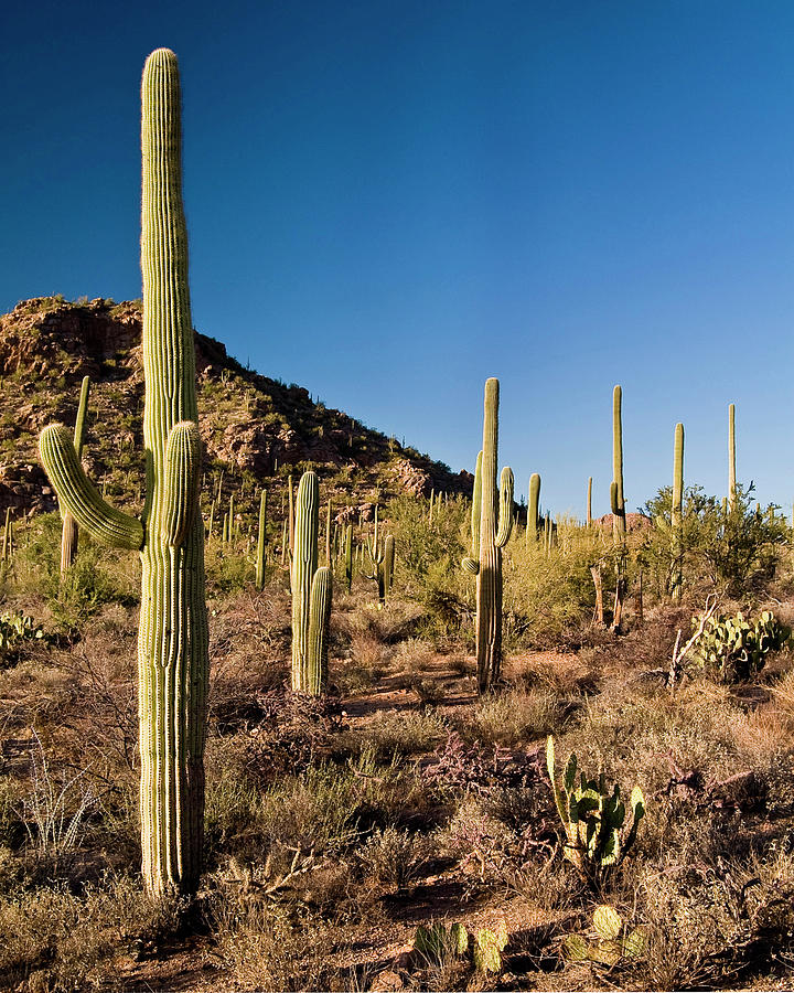 Presenting The State Flower Of Arizona Photograph by Daniel Cummins
