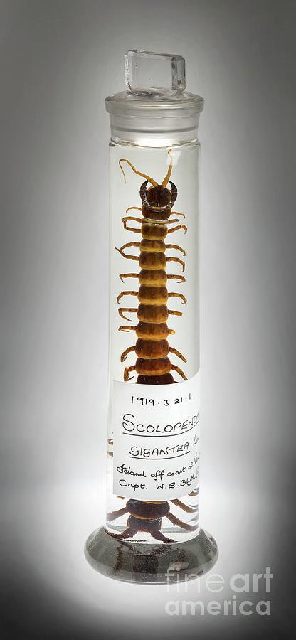 Preserved Amazonian Giant Centipede Photograph by Natural History Museum, London/science Photo Library