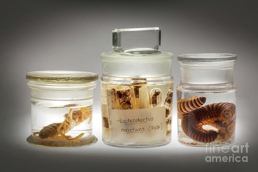 Preserved Animal Specimens Photograph by Natural History Museum,  London/science Photo Library - Pixels