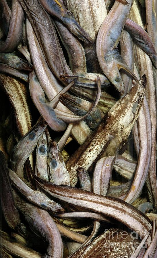 Preserved Arrowtooth Eel Photograph by Natural History Museum, London/science Photo Library