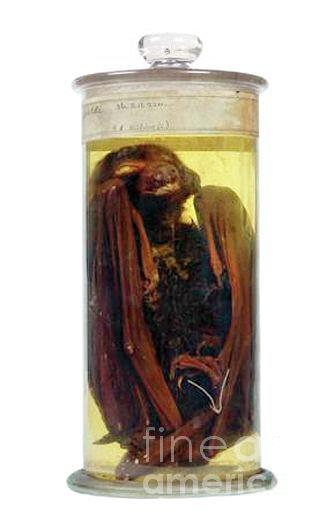 Preserved Black Flying Fox Photograph by Natural History Museum, London/science Photo Library