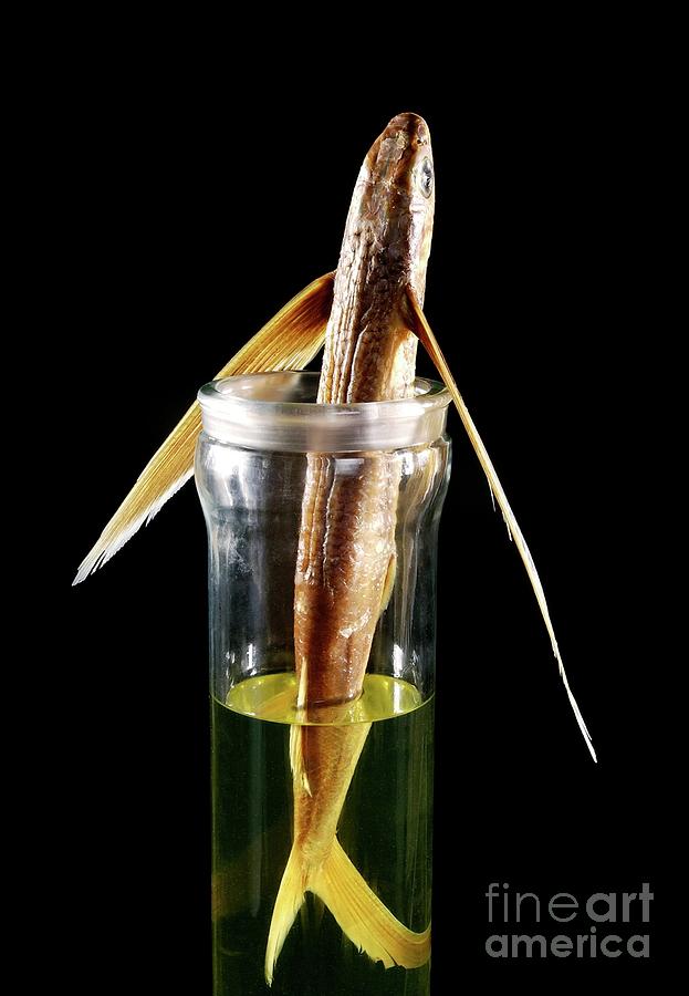 Preserved Four-winged Flying Fish Photograph by Natural History Museum, London/science Photo Library