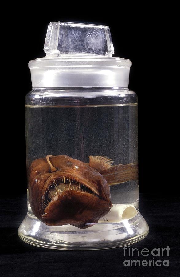 Preserved Humpback Blackdevil Fish Photograph by Natural History Museum, London/science Photo Library