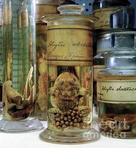 Preserved Midwife Toad Photograph by Natural History Museum, London/science Photo Library