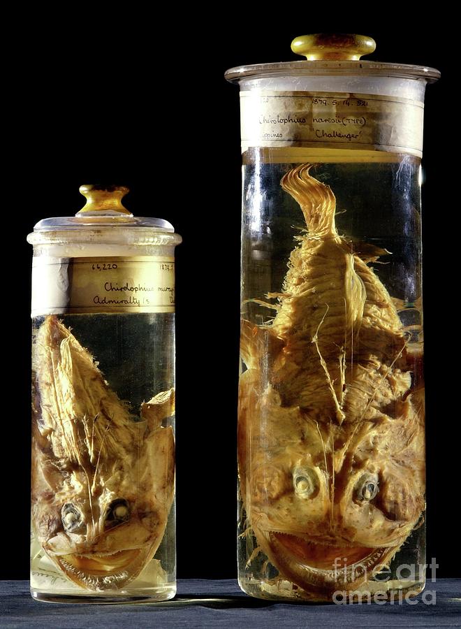 Preserved Monkfish Photograph by Natural History Museum, London/science Photo Library