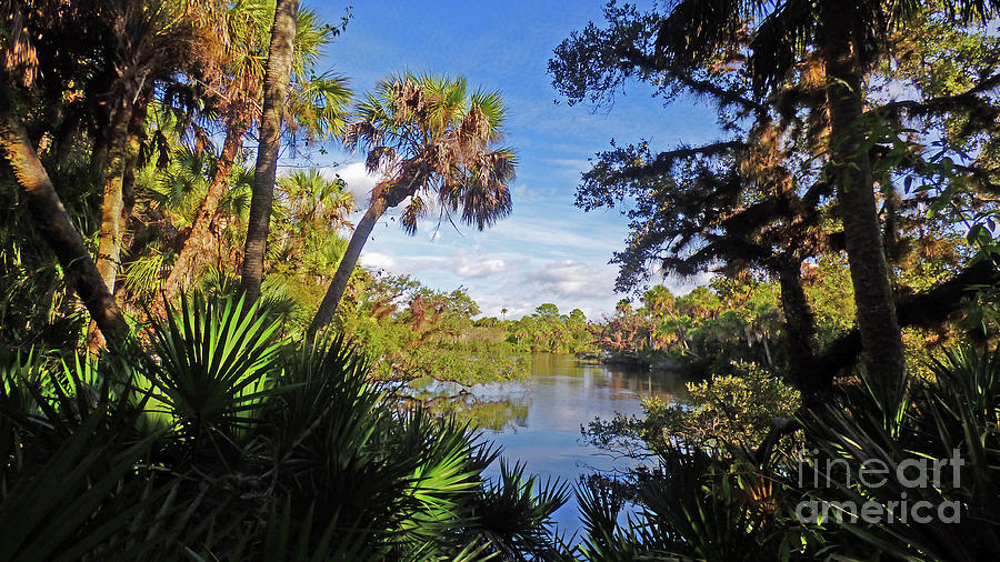 Preserved Natural Florida Photograph by Sharon Williams Eng