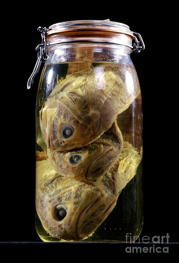 Preserved Orange Roughy Fish Photograph by Natural History Museum, London/science Photo Library