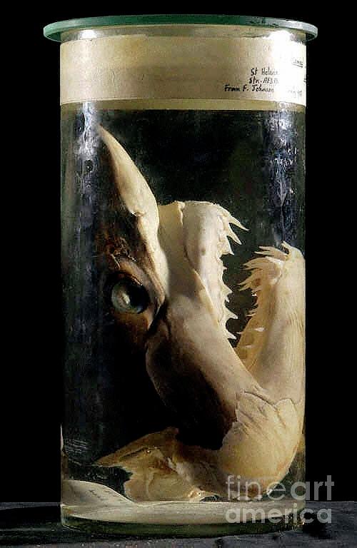 Preserved Shortfin Mako Shark Head Photograph by Natural History Museum, London/science Photo Library