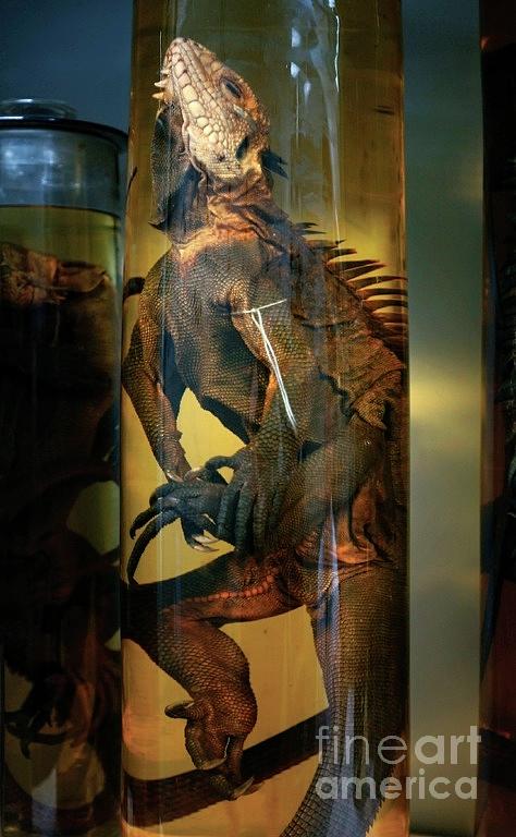 Preserved West Indian Iguana Photograph by Natural History Museum, London/science Photo Library
