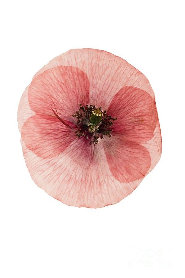 Pressed And Dried Flower Poppy Photograph by Svrid79