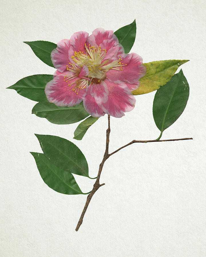 Flowers Painting - Pressed Camellia II by Annie Warren