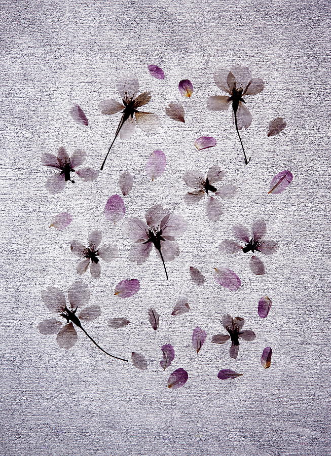 Pressed Flower Of Cherry Blossom On Photograph by Sot