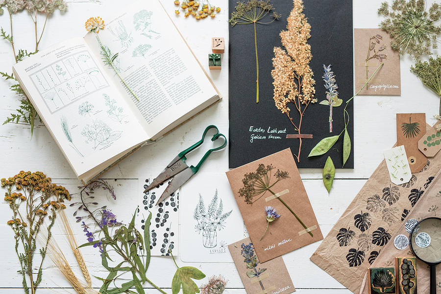 Pressed Plants And Flowers, Botanical Book And Printing Blocks Photograph by Syl Loves