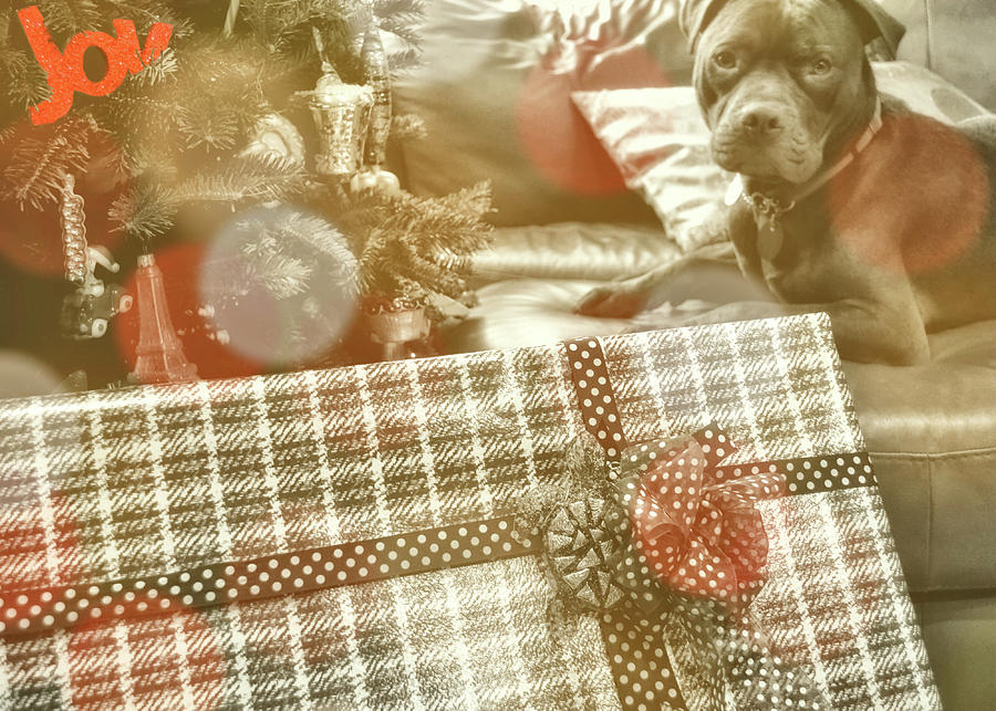Christmas Photograph - Pressies For Benny by JAMART Photography
