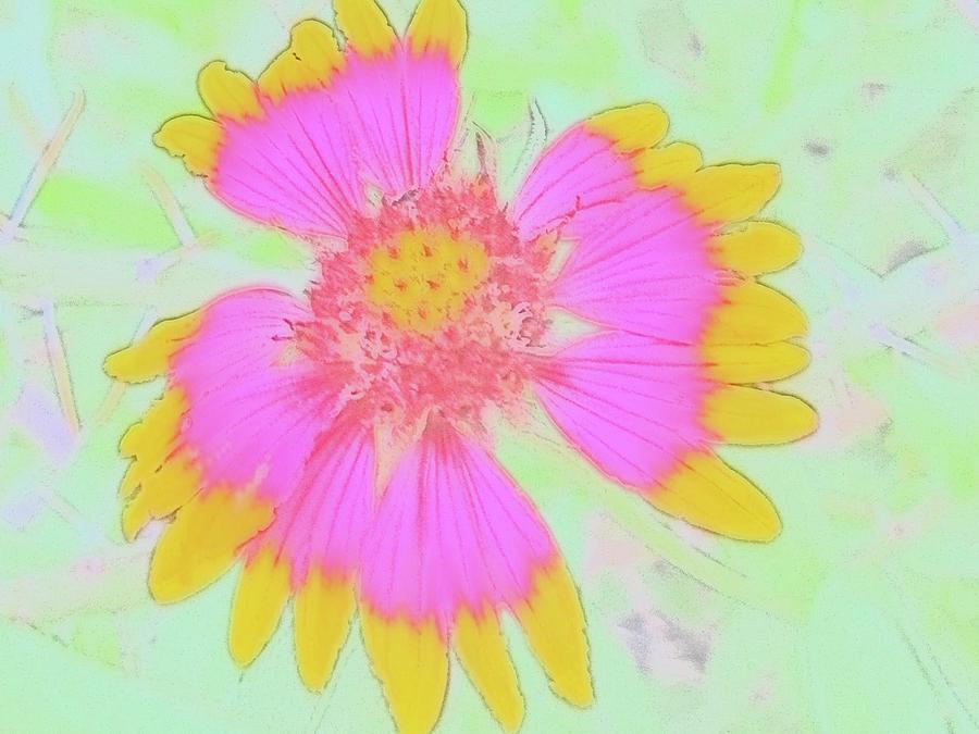 Pretty, and, Pink, Flower, Nature Digital Art by Scott S Baker