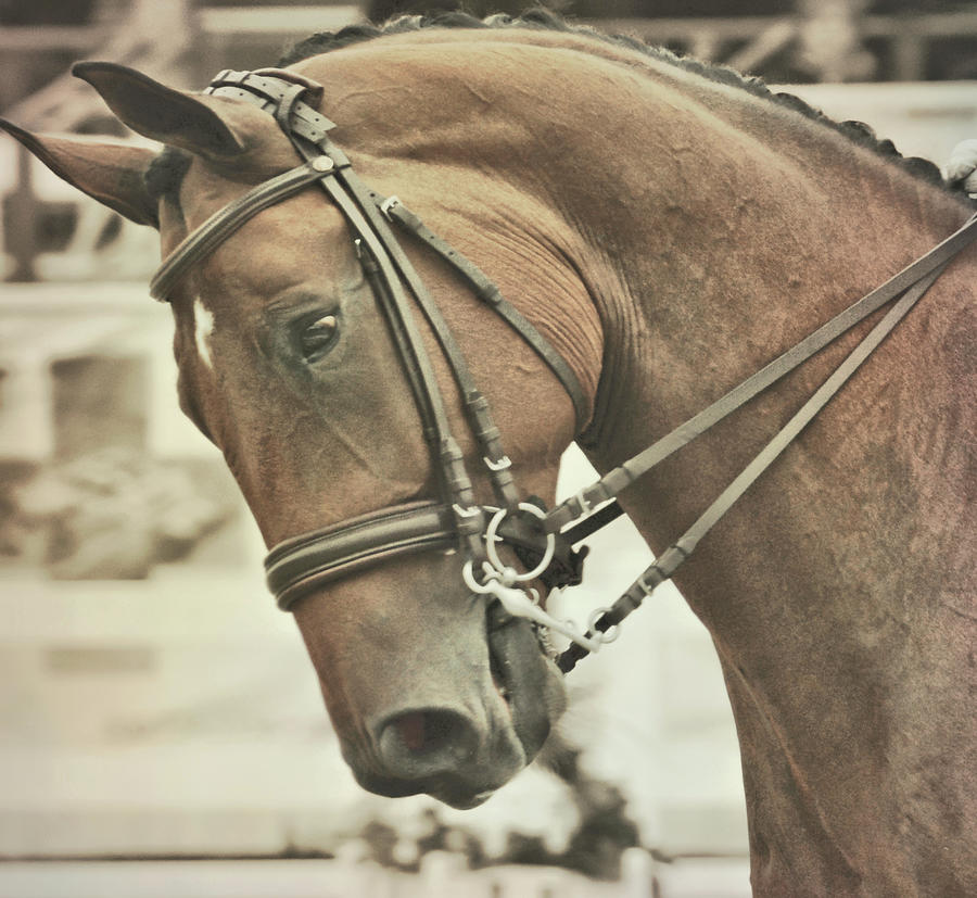 Pretty And Proud Photograph by Dressage Design