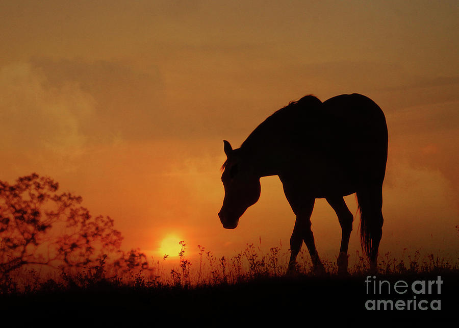 Pretty Arabian Horse in the Sunrise Photograph by Stephanie Laird