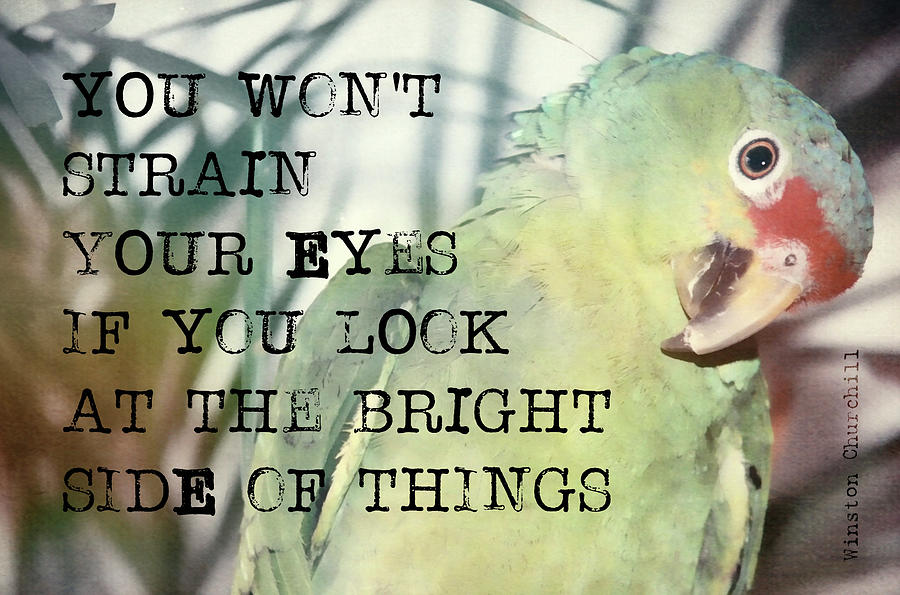 PRETTY BIRD quote Photograph by JAMART Photography
