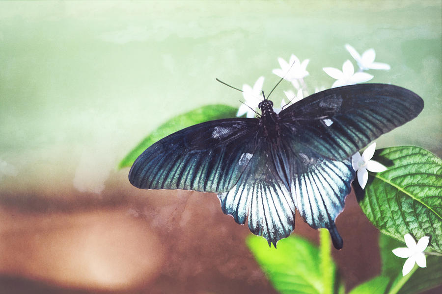 Pretty Blue Swallowtail Butterfly  Photograph by Saija Lehtonen