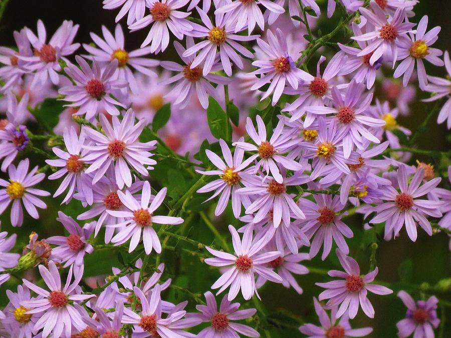 Pretty Calico Asters  Photograph by Lori Frisch