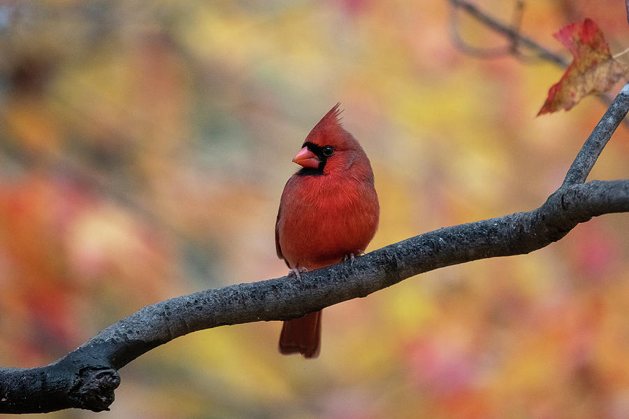 Pretty cardinal Photograph by Dan Friend