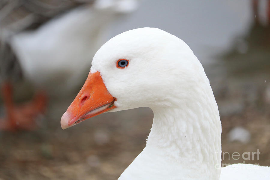 Pretty Emden Goose Closeup Photograph by Carol Groenen