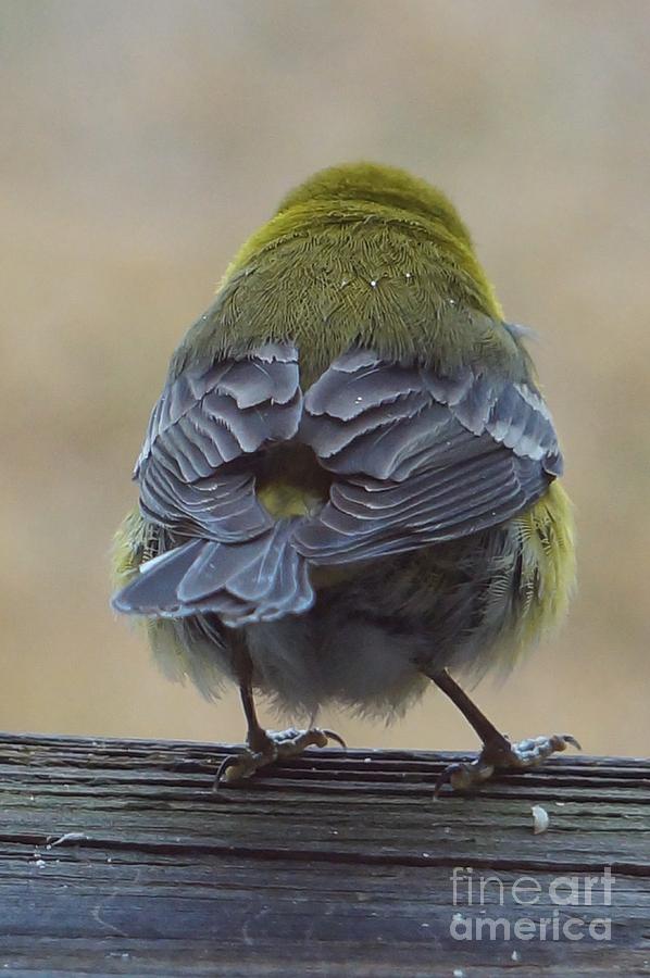 Pretty Feathers Photograph by Maxine Billings - Fine Art America