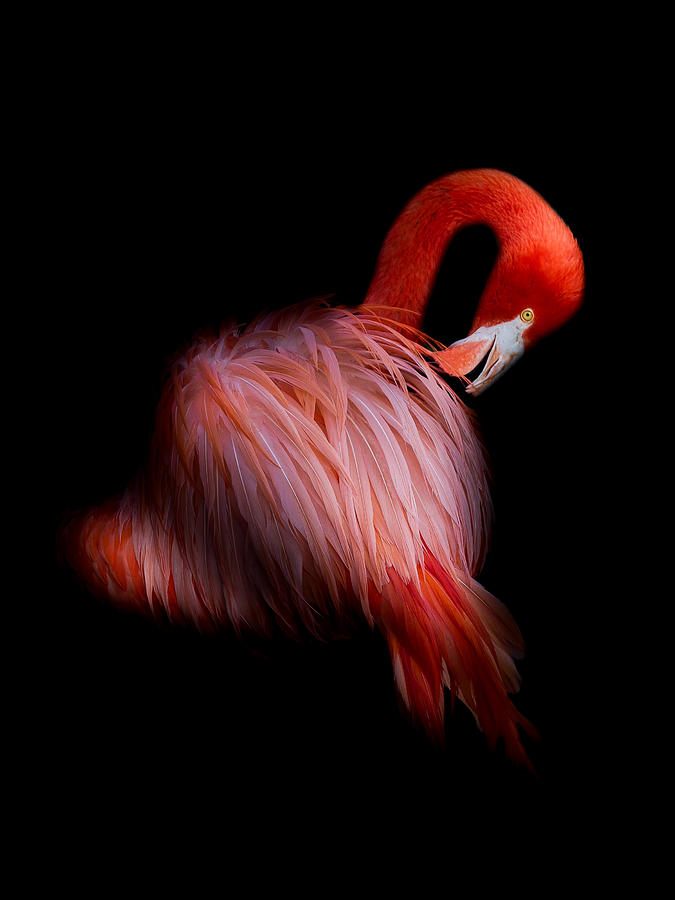 Pretty Flamingo Photograph by Natalia Rublina
