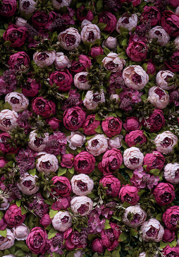 Pretty floral pattern Photograph by Jaroslaw Blaminsky
