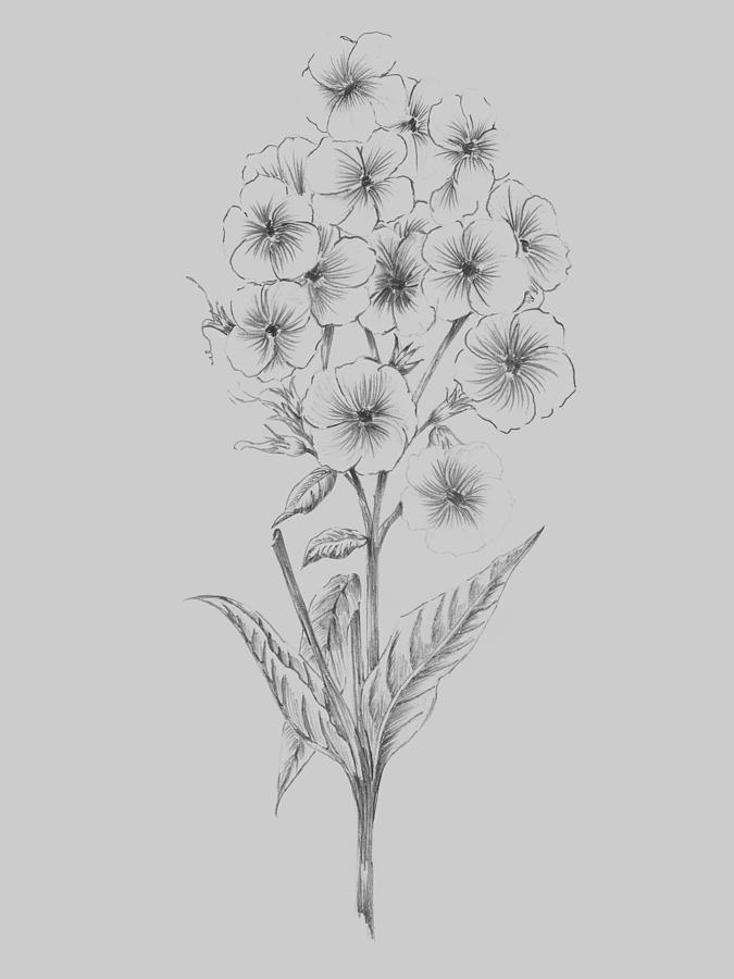 pretty flower drawing